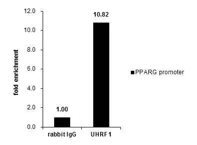 UHRF1 Antibody - BSA Free