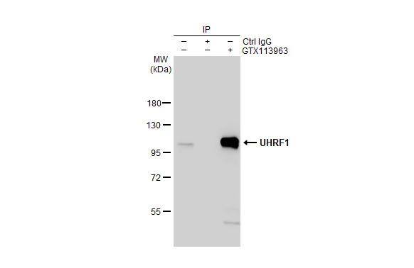 UHRF1 Antibody - BSA Free