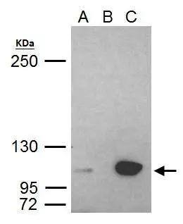 UHRF1 Antibody - BSA Free