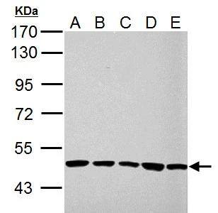 UQCRC1 Antibody - BSA Free