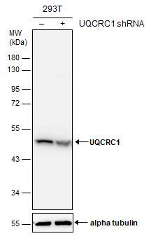 UQCRC1 Antibody - BSA Free