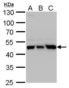 UQCRC1 Antibody - BSA Free