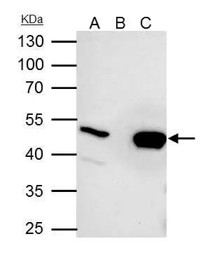 UQCRC2 Antibody