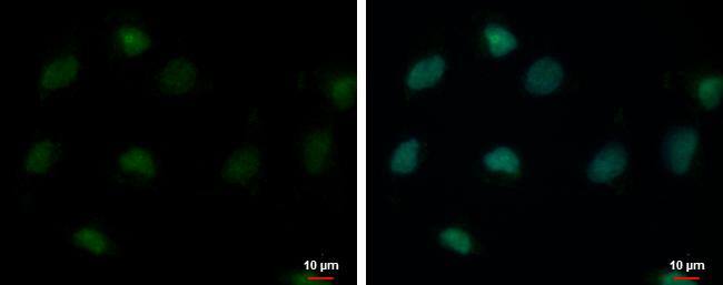 USP26 Antibody - BSA Free