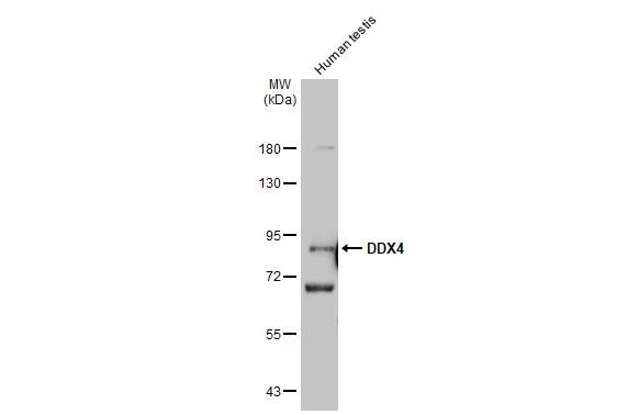 VASA Antibody