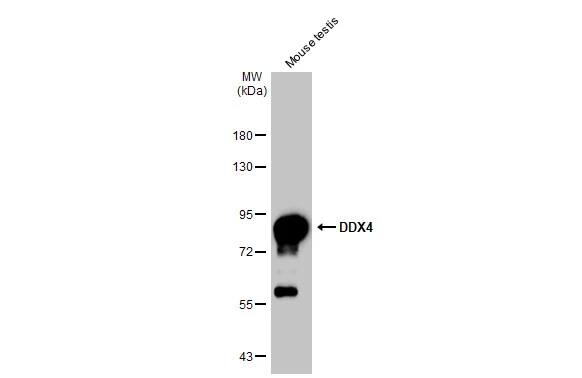 VASA Antibody