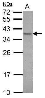 VAX1 Antibody