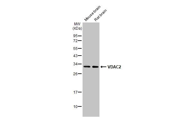 VDAC2 Antibody