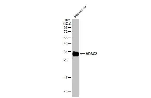 VDAC2 Antibody - BSA Free