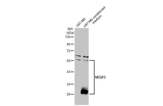 VEGF-C Antibody