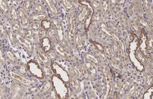 VEGF-C Antibody - BSA Free