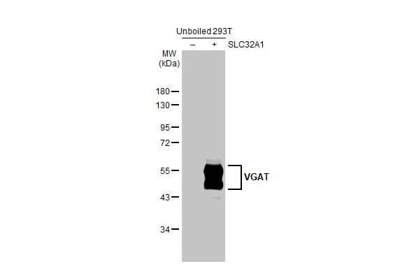 VIAAT/SLC32A1/VGAT Antibody - BSA Free