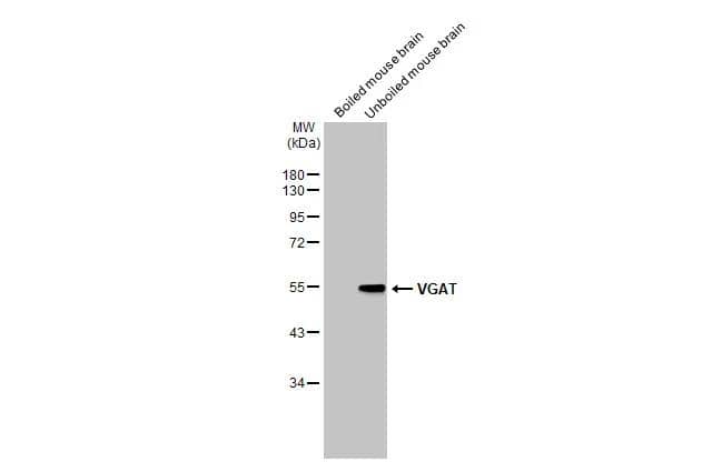 VIAAT/SLC32A1/VGAT Antibody - BSA Free