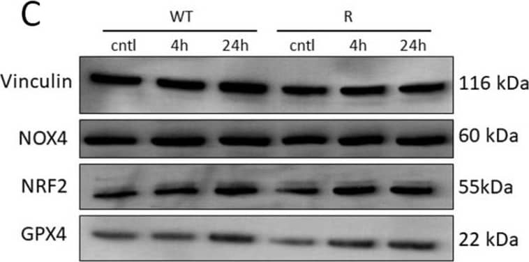 Vinculin Antibody - Azide Free