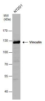Vinculin Antibody - Azide Free