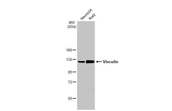 Vinculin Antibody - Azide Free