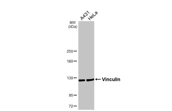 Vinculin Antibody - Azide Free