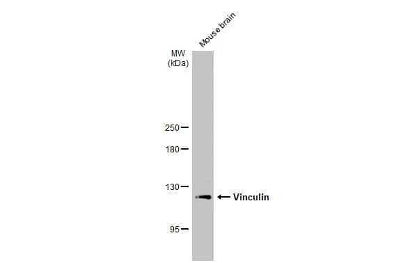 Vinculin Antibody - Azide Free