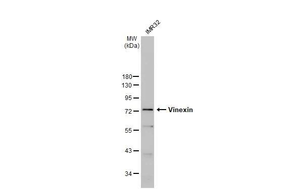 Vinexin Antibody - BSA Free