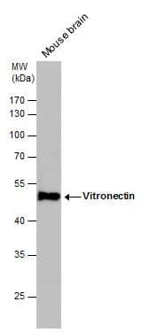 Vitronectin Antibody
