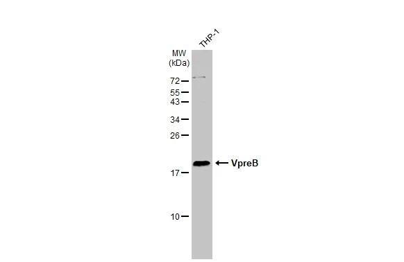 VPREB1 Antibody - BSA Free