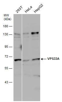 VPS33A Antibody - BSA Free