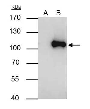 WBP11 Antibody - BSA Free