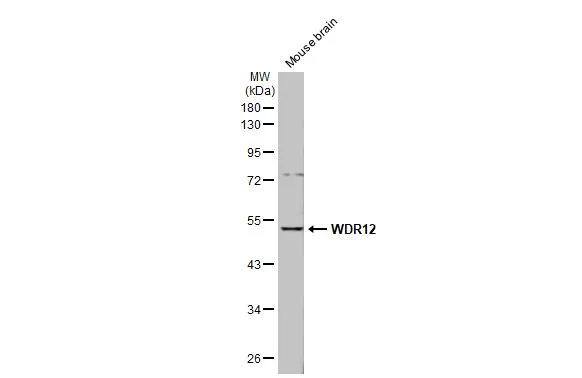 WDR12 Antibody - BSA Free