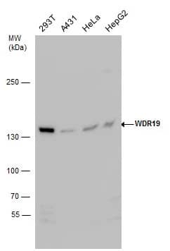 WDR19 Antibody