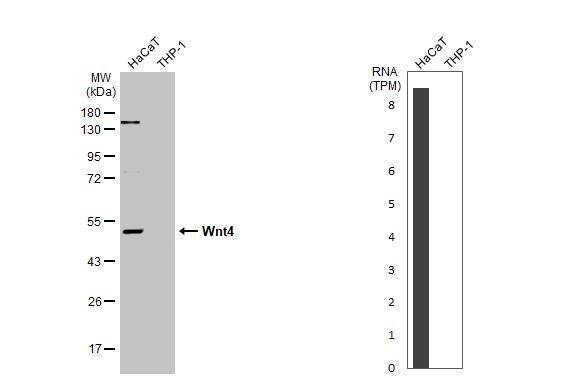 Wnt-4 Antibody
