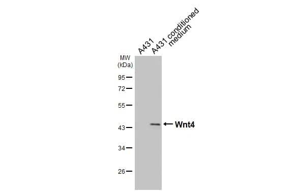 Wnt-4 Antibody - BSA Free