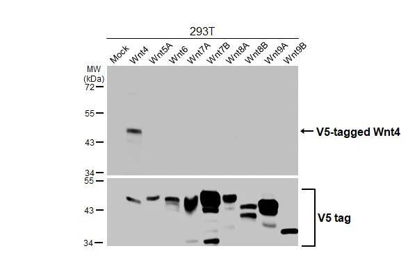 Wnt-4 Antibody - BSA Free