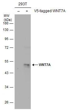 Wnt-7a Antibody