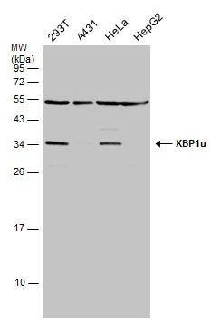 XBP1 Antibody