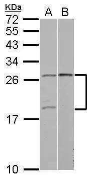 YAF2 Antibody