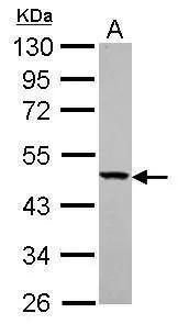 YARS2 Antibody - BSA Free