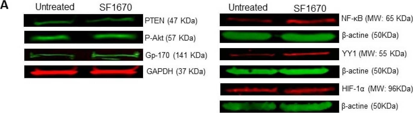YY1 Antibody - BSA Free