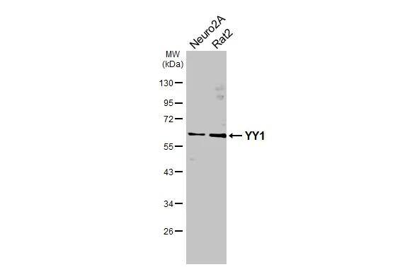 YY1 Antibody - BSA Free