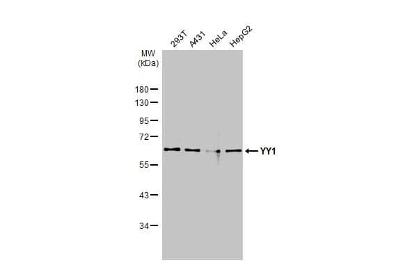 YY1 Antibody - BSA Free