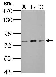 ZBTB20 Antibody - BSA Free