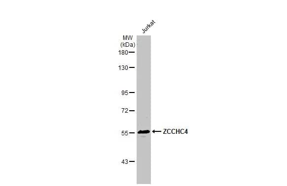 ZCCHC4 Antibody