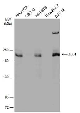 ZEB1 Antibody