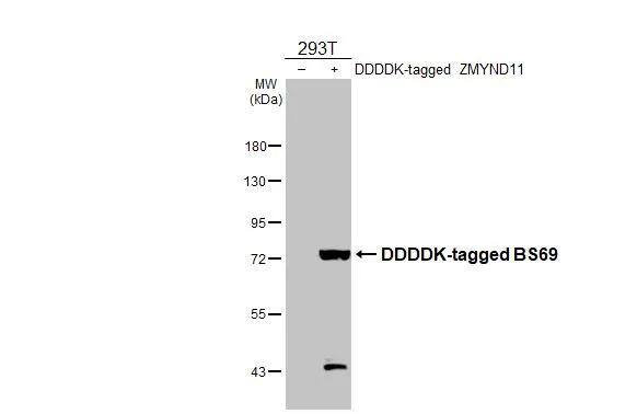 ZMYND11 Antibody - BSA Free
