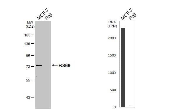 ZMYND11 Antibody - BSA Free