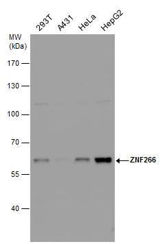 ZNF266 Antibody