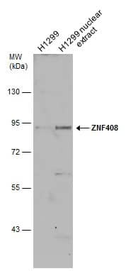 ZNF408 Antibody
