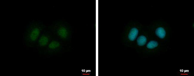 ZNF554 Antibody