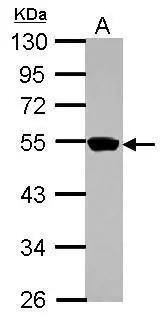 ZNF597 Antibody - BSA Free
