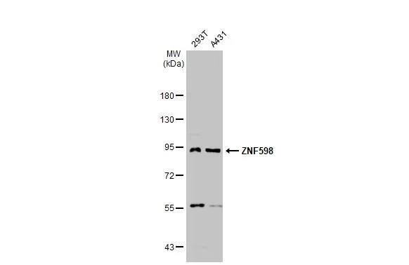 ZNF598 Antibody - Azide Free
