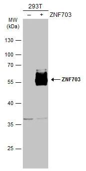 ZNF703 Antibody